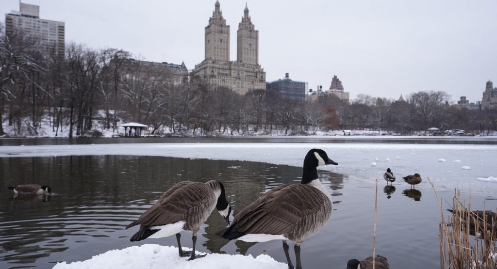 2-3 inches of snow are forecast in NYC area this weekend: What to know