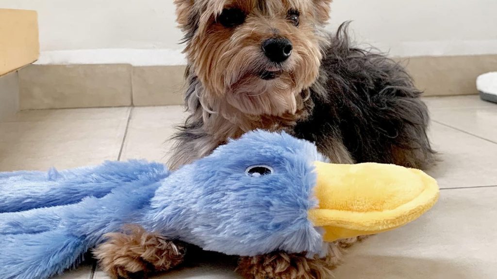 Best pet gifts 2025: Gift ideas for dogs and cats (and their owners, too)