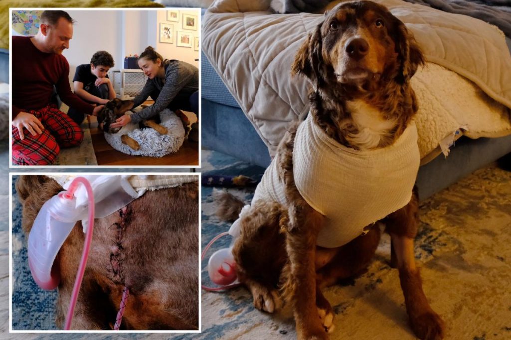 Exclusive | NYC family in shock after pup stabbed in Union Square
