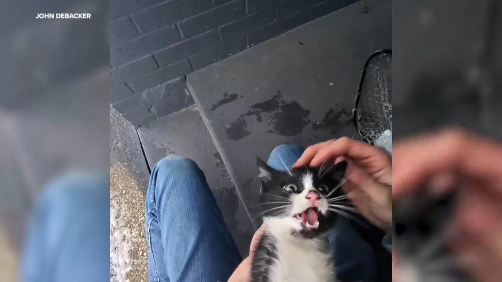 Kitten rescued in the snow in Melville, Long Island after it was found sheltering in doorway of a Bank of America Kitten rescued in the snow in Melville, Long Island after it was found sheltering in doorway of a Bank of America