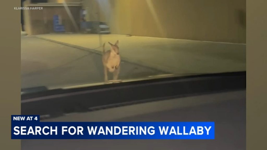 Wallaby named Rex found safe after escaping from Lots of Love Farm in Williamstown Wallaby named Rex found safe after escaping from Lots of Love Farm in Williamstown