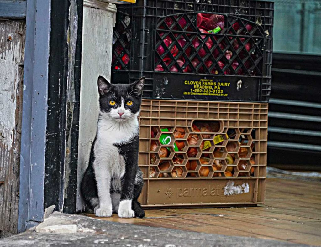A bill legalizing bodega cats purrs through NYS legislature
