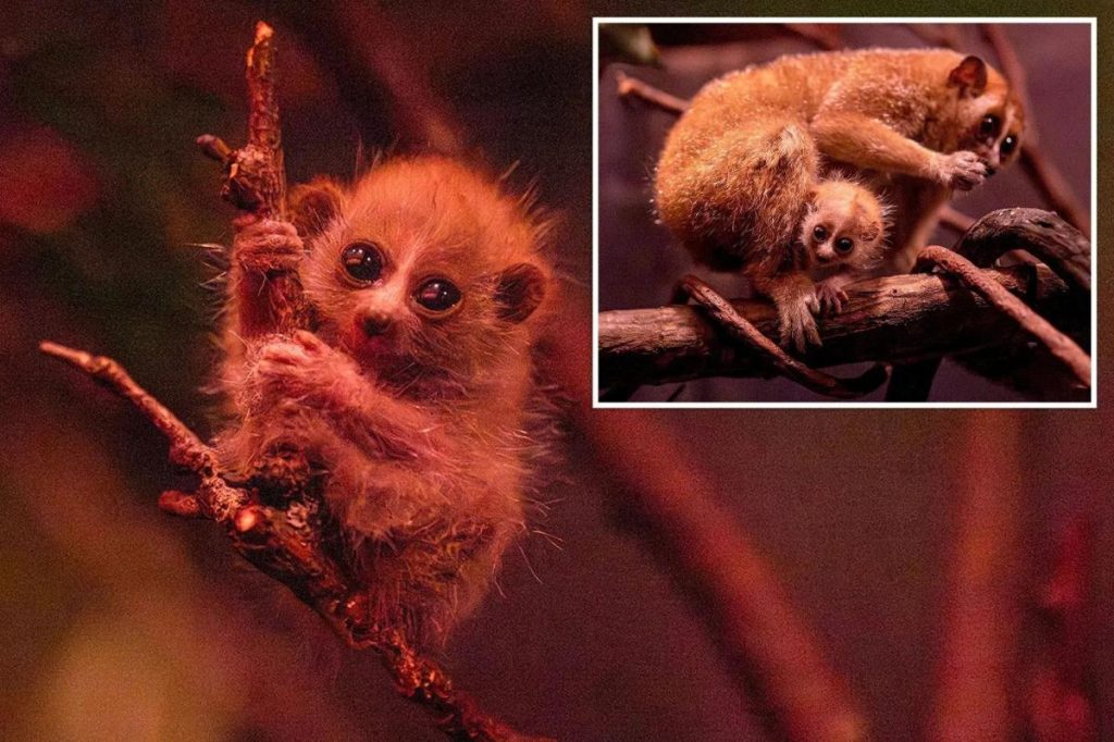 Bronx Zoo welcomes baby pygmy slow loris