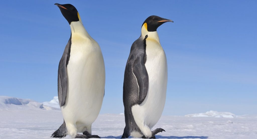 Extra Extra: It's so cold the penguins at the Long Island Aquarium had to come in
