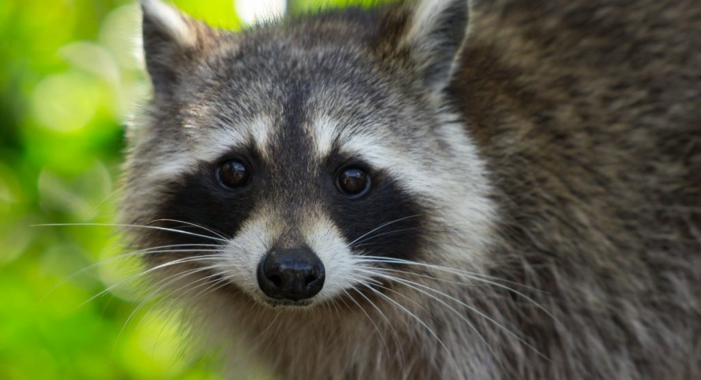 Extra Extra: When trying to help a raccoon goes wrong Extra Extra: When trying to help a raccoon goes wrong