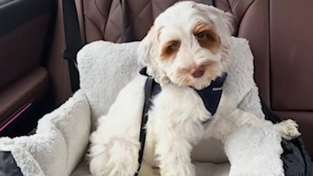 Family pleads for safe return of puppy after it was inside SUV stolen in Florham Park, New Jersey
