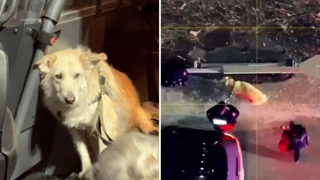 Missing dog in NJ rescued after being located by USAR Drone Team using thermal imaging