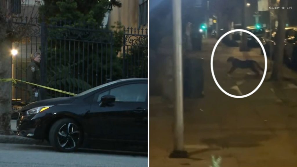 Mountain lion found after several sightings in San Francisco’s Pac Heights neighborhood Mountain lion found after several sightings in San Francisco's Pac Heights neighborhood