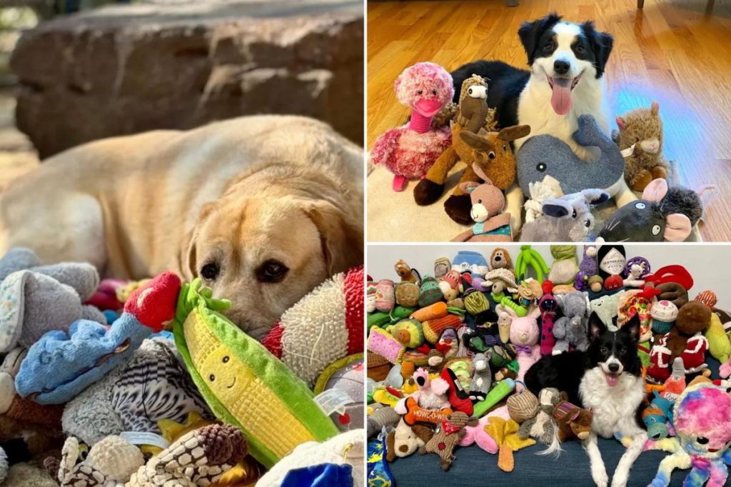 Some dogs are learning new names by eavesdropping on their owners, study finds