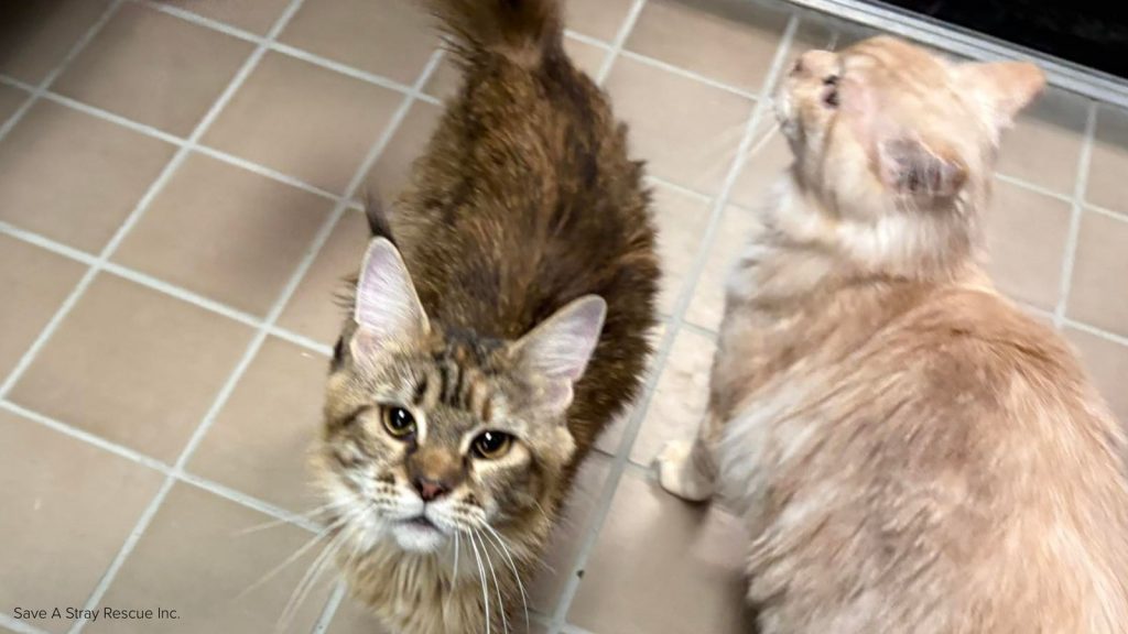 West Islip homeowner charged after 80 Maine Coon cats found in Suffolk County home