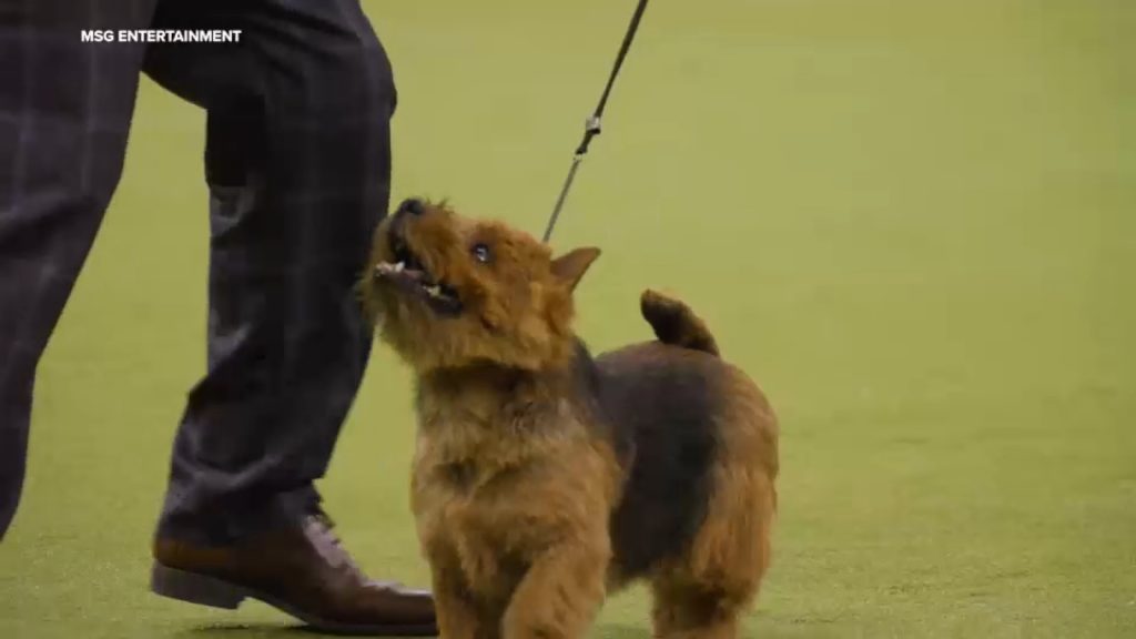 Westminster Dog Show 150th anniversary set to take place at Madison Square Garden, Javits Center in NYC