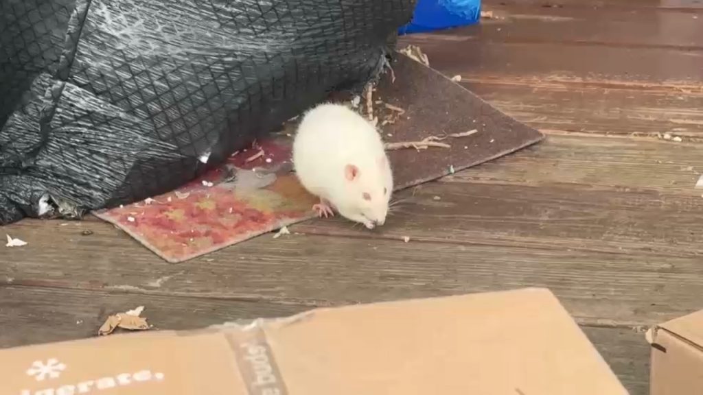 Woman arrested after hundreds of pet rats found in Rocky Point, Long Island home