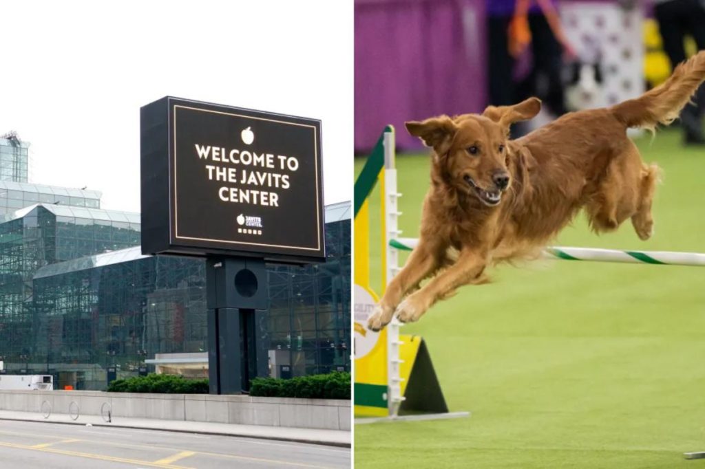 Dope wanted for Javits Center heists nabbed sneaking back in for Westminster Dog Show Dope wanted for Javits Center heists nabbed sneaking back in for Westminster Dog Show