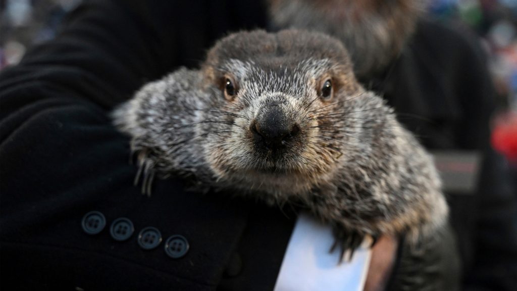 Groundhog Day: Punxsutawney Phil is said to have seen his shadow, forecasting 6 more weeks of wintry weather