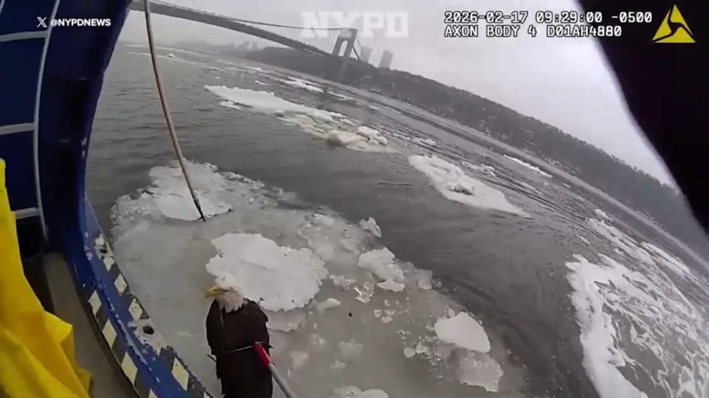 NYPD officers describe rare rescue of trapped American bald eagle from icy Hudson River in NYC