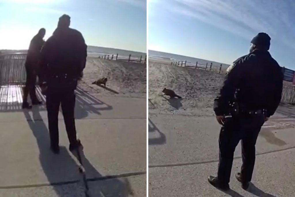 Rockaway raccoon shot by cop rabies free, NYC agency confirms Rockaway raccoon shot by cop rabies free, NYC agency confirms