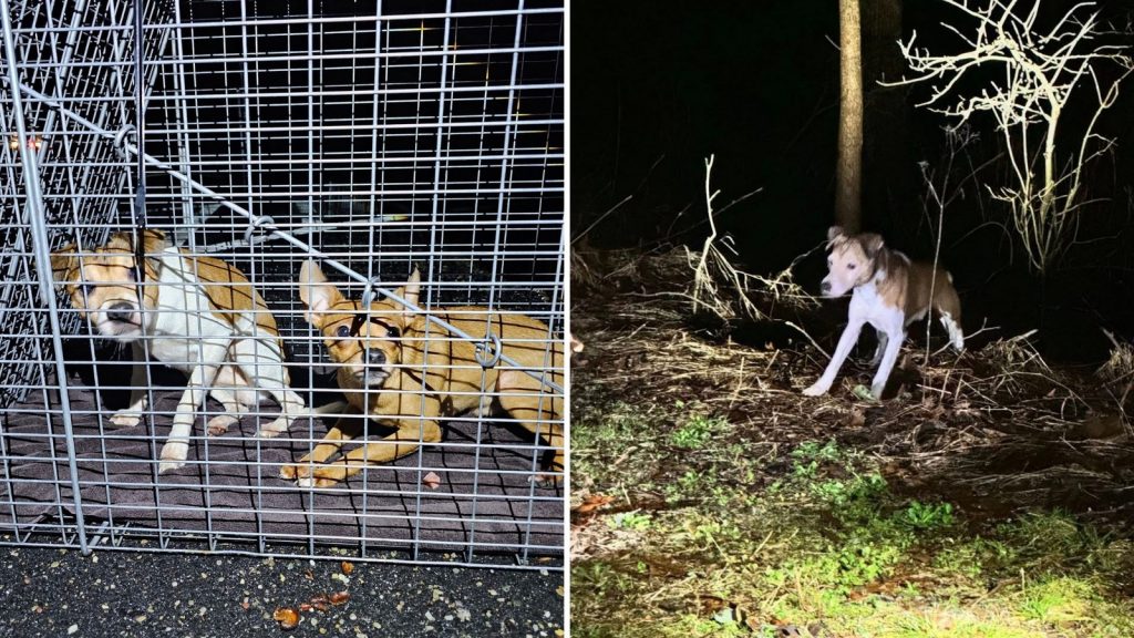 Abandoned dogs found in Sussex County, NJ leads to 3 arrests on animal cruelty charges Abandoned dogs found in Sussex County, NJ leads to 3 arrests on animal cruelty charges