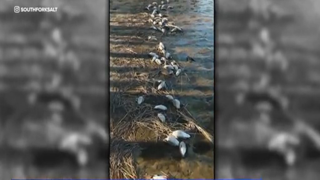 Dozens of dead geese found around Sagg Pond in Southampton raising bird flu concerns on Long Island Dozens of dead geese found around Sagg Pond in Southampton raising bird flu concerns on Long Island