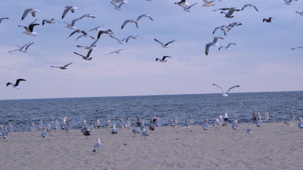 Franklin Ziegler sentenced for decapitating seagull after it attempted to take fries from daughter in North Wildwood, NJ