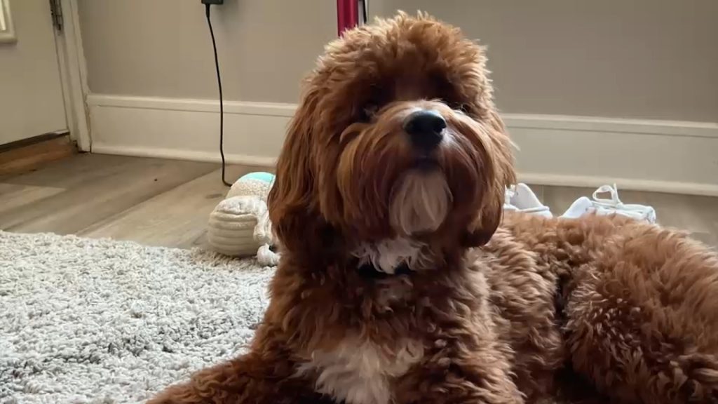 Missing dog: Family searching for 2-year-old cockapoo after Roselle Park man dies while on vacation abroad