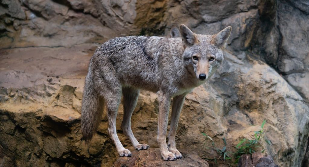 Rabid coyote attacks 3 people, 6 dogs in Eastchester and Bronxville area