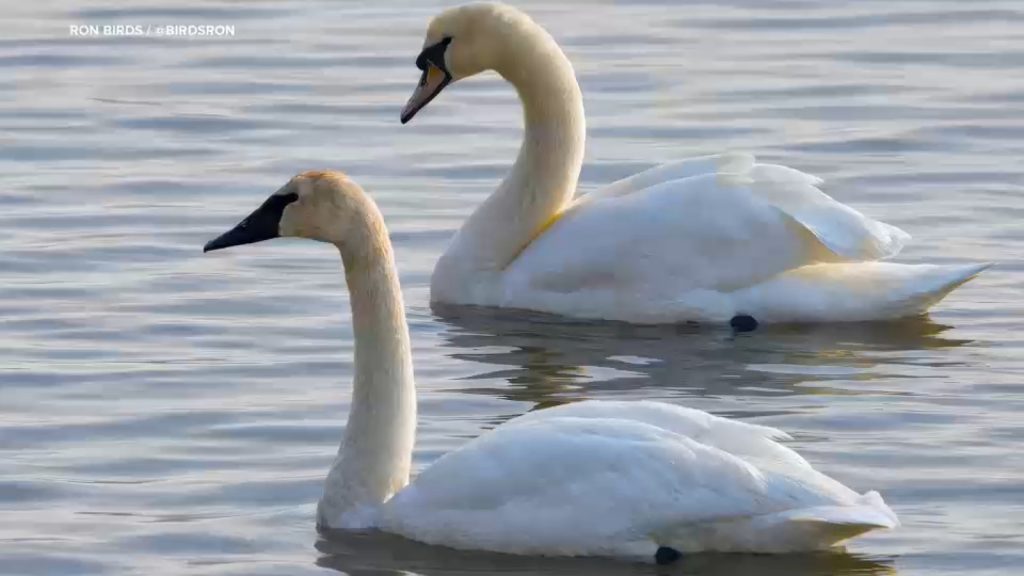 Rare Trumpeter Swan sighting documented for first time in NYC, Brooklyn