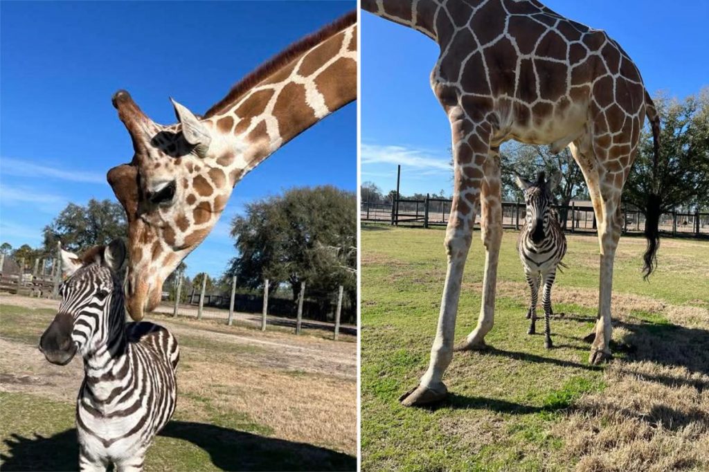A zebra and giraffe form an unlikely friendship that’s melting hearts A zebra and giraffe form an unlikely friendship that's melting hearts
