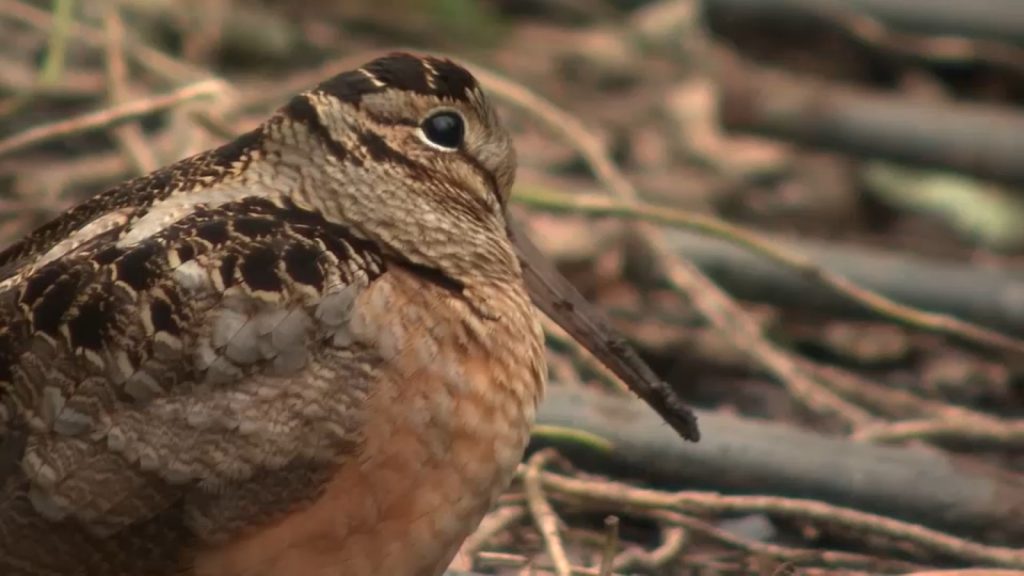 American Woodcock, rare dancing bird, brings New Yorkers together in Bryant Park