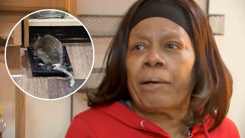 Bronx woman dealing with rat infestation inside apartment finally getting help from the city Bronx woman dealing with rat infestation inside apartment finally getting help from the city