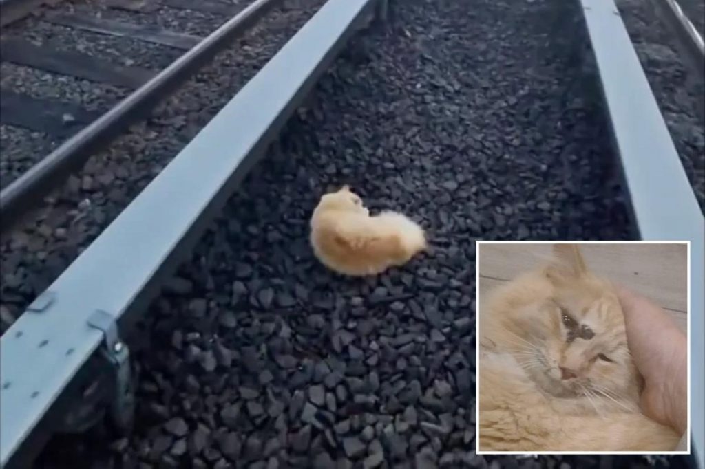 Cat named 'Garfield' rescued from Long Island Railroad tracks after surviving being struck by train