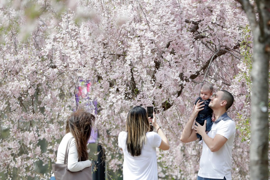 Celebrate Bloomfest at the largest cherry blossom collection in the U.S. Celebrate Bloomfest at the largest cherry blossom collection in the U.S.