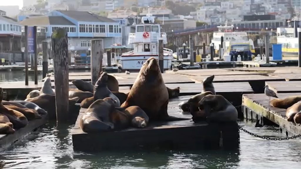 Giant Steller sea lion 'Chonkers' draws crowds to San Francisco's Pier 39: best chance to go see the viral animal