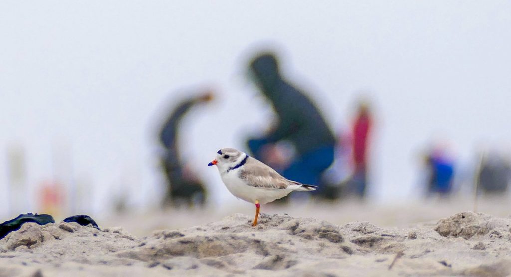 It’s nesting time for piping plovers, NYC’s ‘cotton balls with legs’ It's nesting time for piping plovers, NYC's 'cotton balls with legs'