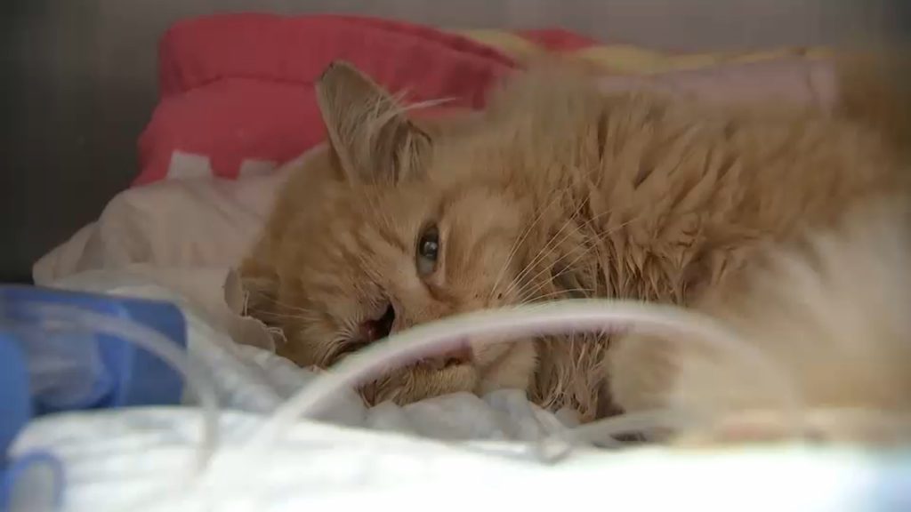 LIRR Cat struck: Cat recovering after struck by train, stuck on tracks for over a week