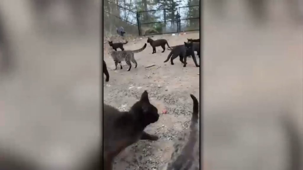 Long Island feral cat population sparks concerns after harsh winter