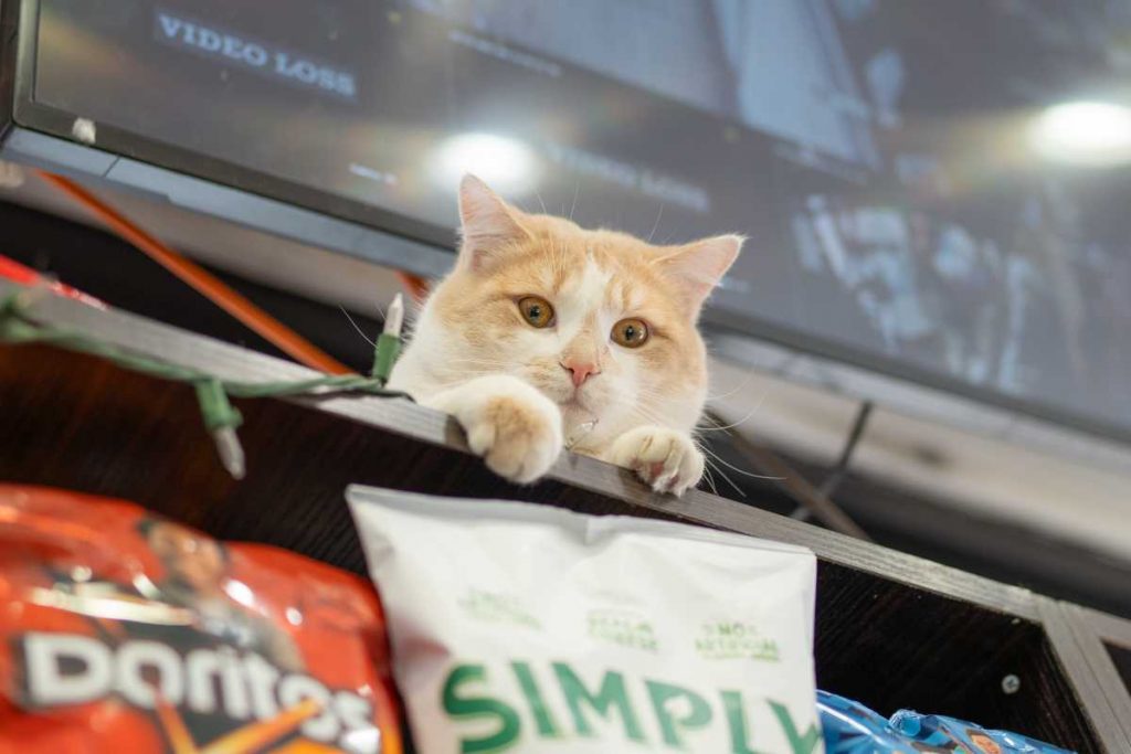 NYC Council bill complements NYS proposal to protect bodega cats in the Big Apple NYC Council bill complements NYS proposal to protect bodega cats in the Big Apple