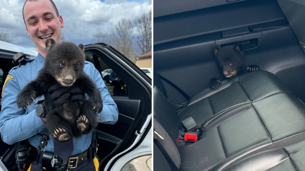 New Jersey state troopers rescue bear cub from highway ditch in Union Township New Jersey state troopers rescue bear cub from highway ditch in Union Township