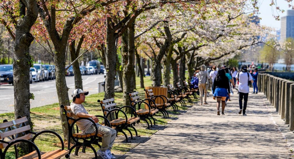 New NYC tree plan shines light on need for more shade