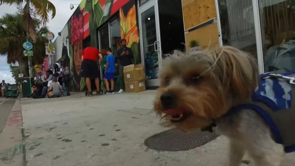Proposed bill would give NY pet owners tax credits for money spent on animals