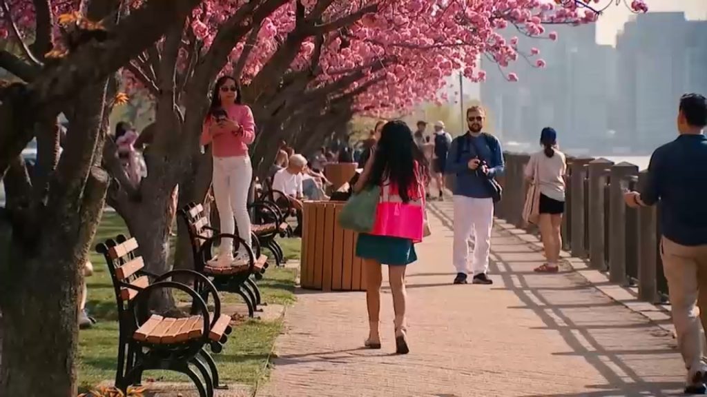 Roosevelt Island ‘Petal Protectors’ patrolling cherry blossoms after being damaged by visitors Roosevelt Island 'Petal Protectors' patrolling cherry blossoms after being damaged by visitors