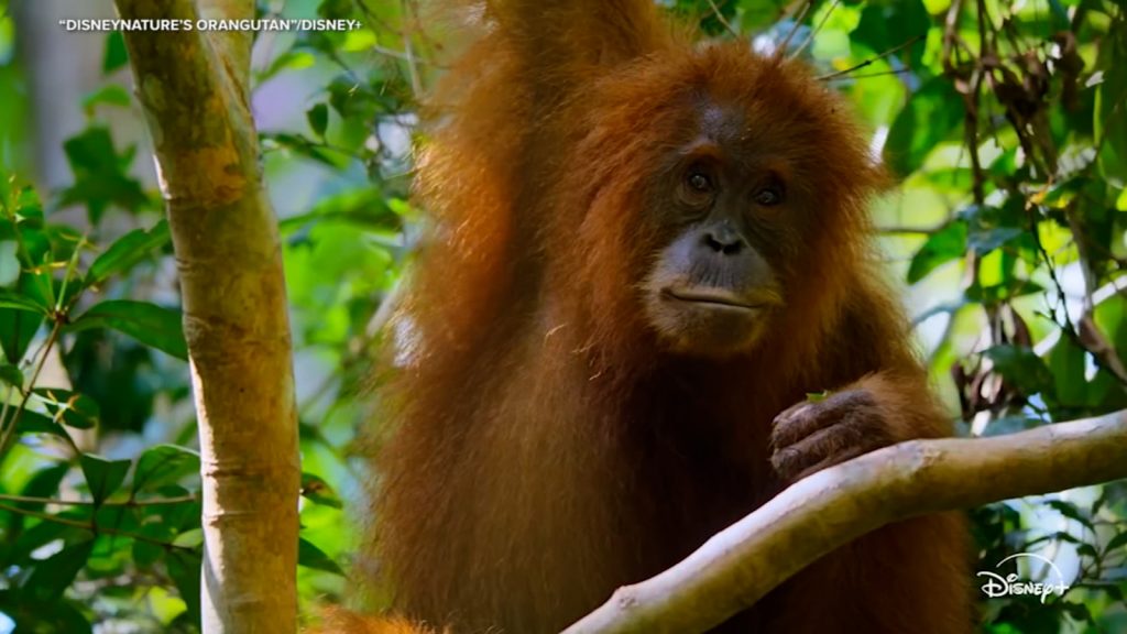 See Trailer for Disneynature's 'Orangutan' narrated by Josh Gad