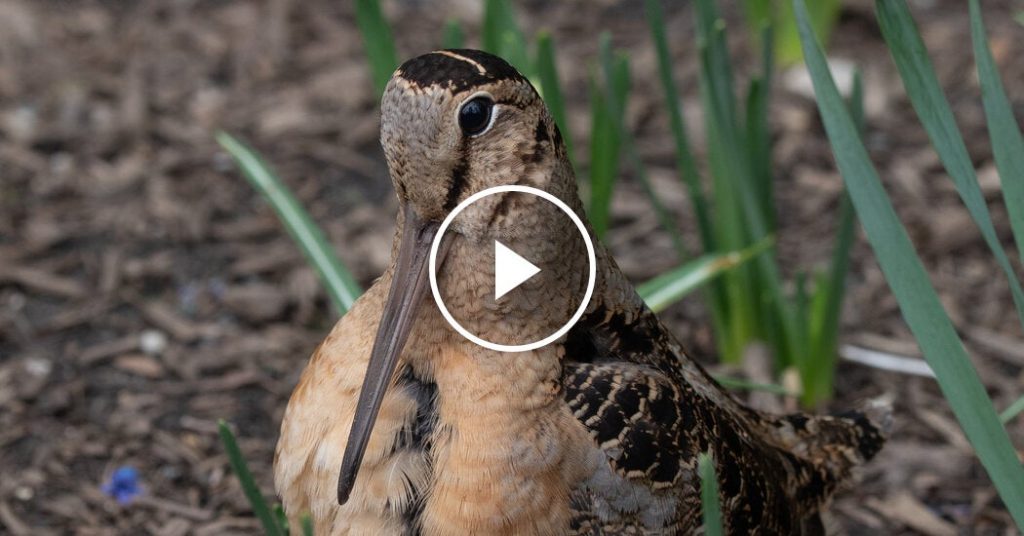 Shimmying American Woodcocks Cause a Birding Frenzy in N.Y.C.