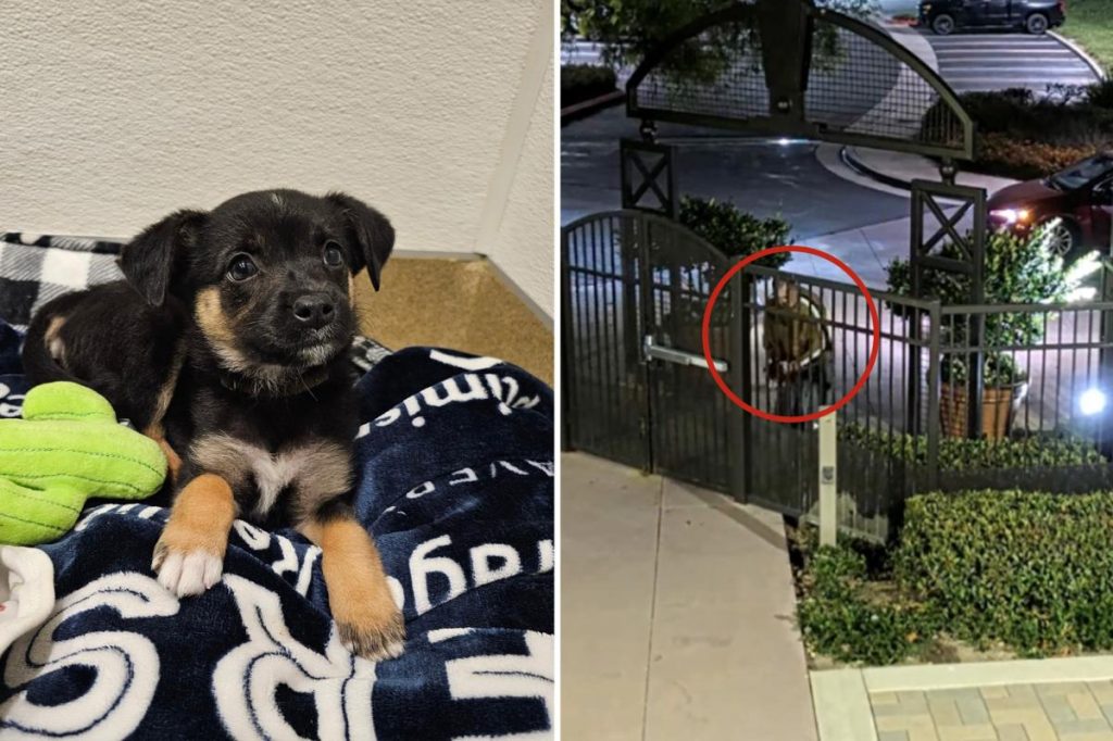 Suspect identified after puppy abandoned outside Orange County shelter Suspect identified after puppy abandoned outside Orange County shelter