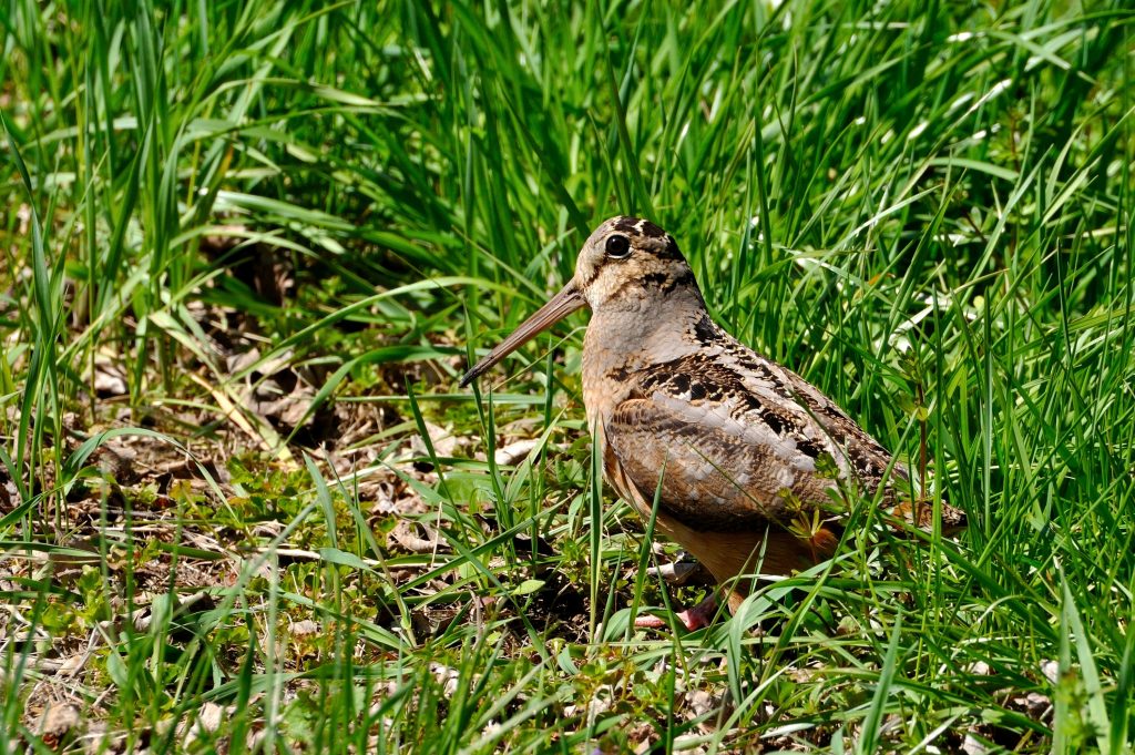 The Viral Dancing Bird is Back in Bryant Park
