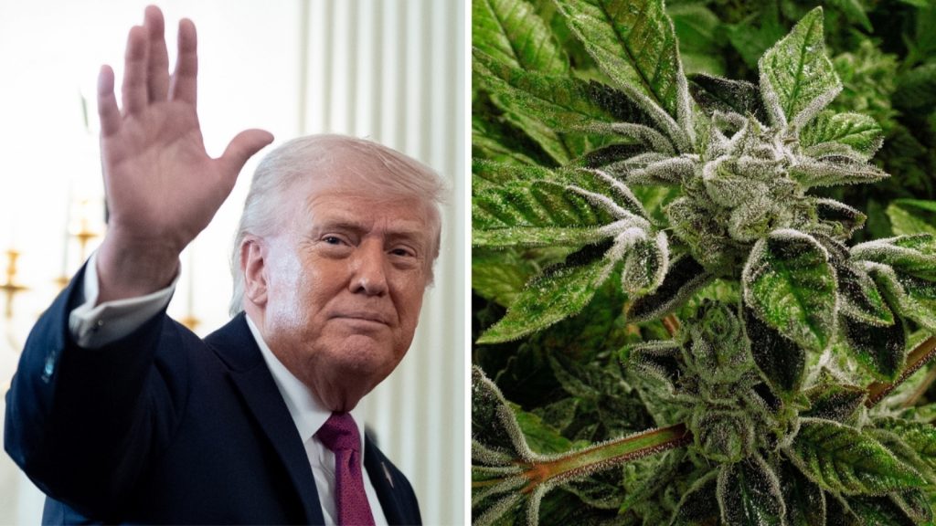 Trump reclassifies state-licensed medical marijuana as a less-dangerous drug in a historic shift