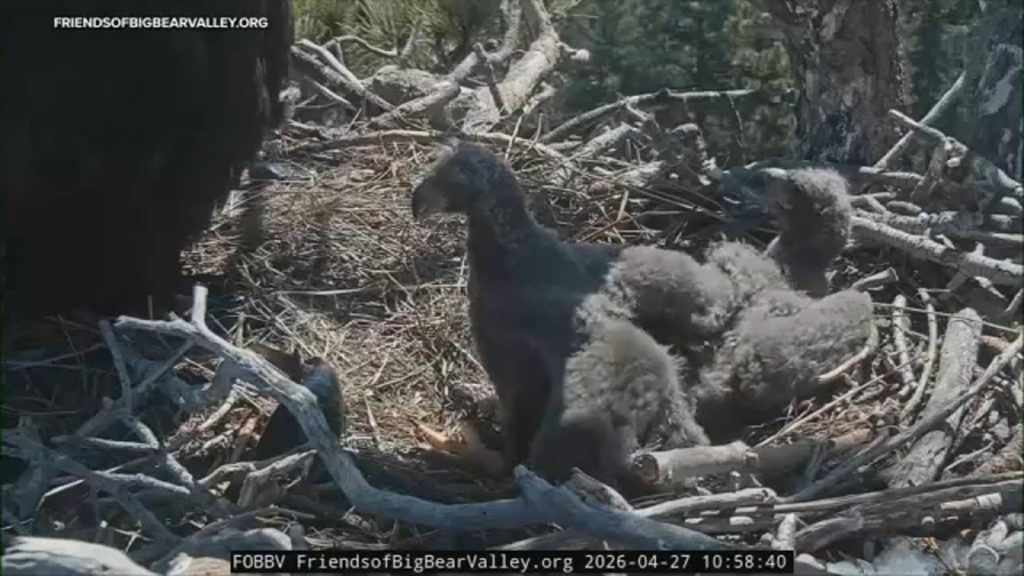 Big Bear eaglets officially have names: Sandy and Luna