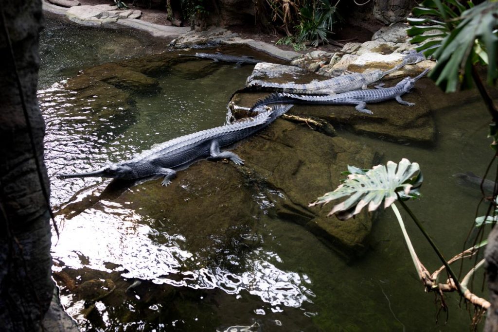 Bronx Zoo croc takes bite out of worker who slipped while cleaning