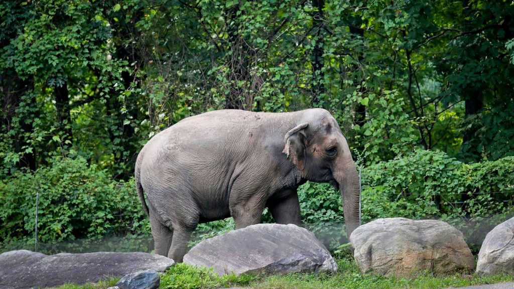 Happy the Asian elephant euthanized at the Bronx Zoo at age 55 Happy the Asian elephant euthanized at the Bronx Zoo at age 55