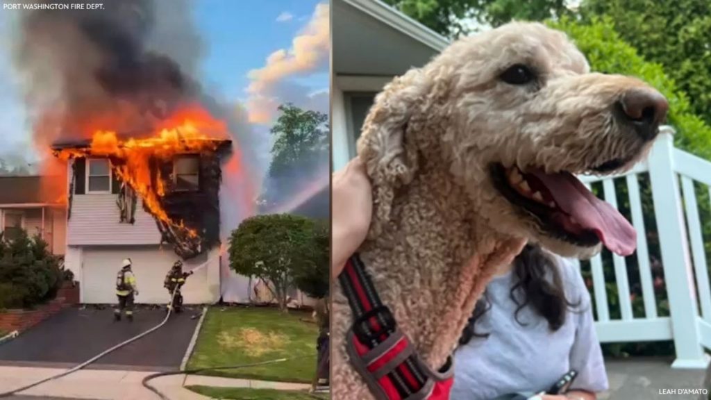 Long Island fire: Firefighters rescue dog from basement after flames destroy Port Washington home Long Island fire: Firefighters rescue dog from basement after flames destroy Port Washington home