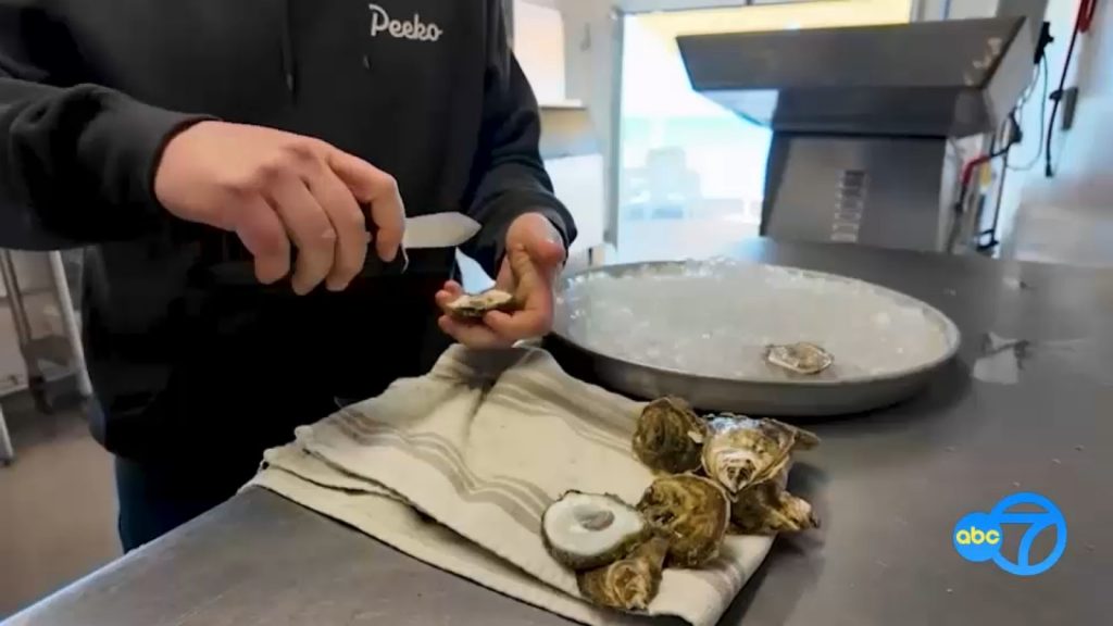 Long Island oyster farms hit by winter freeze: damage, losses, and recovery efforts Long Island oyster farms hit by winter freeze: damage, losses, and recovery efforts